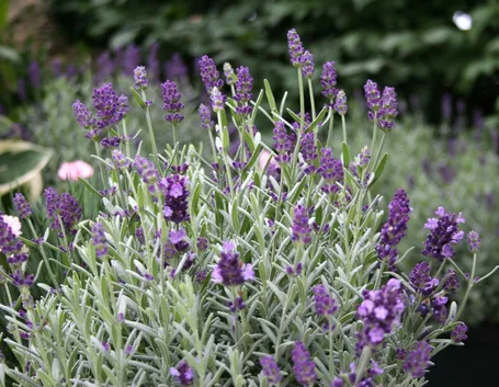 potatura della lavanda
