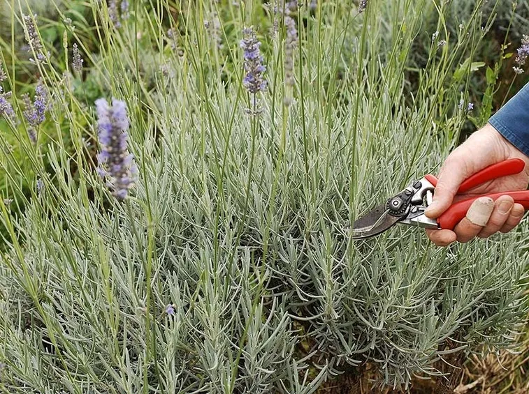 lavanda potatura