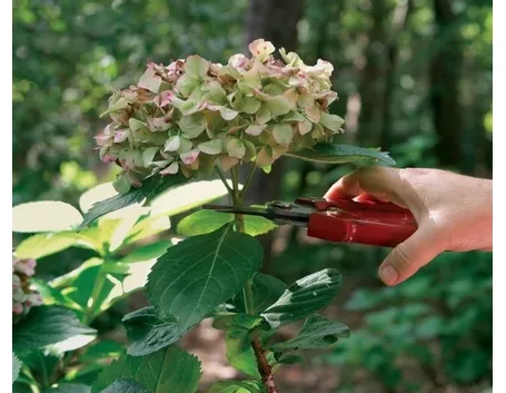 potatura delle ortensie
