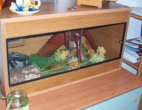 Costruire un terrario fai da te
