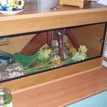 Costruire un terrario fai da te