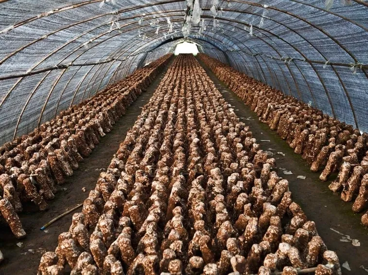 Serra per funghi tubolare