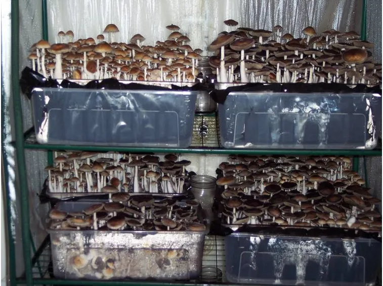 Serra per funghi in casa