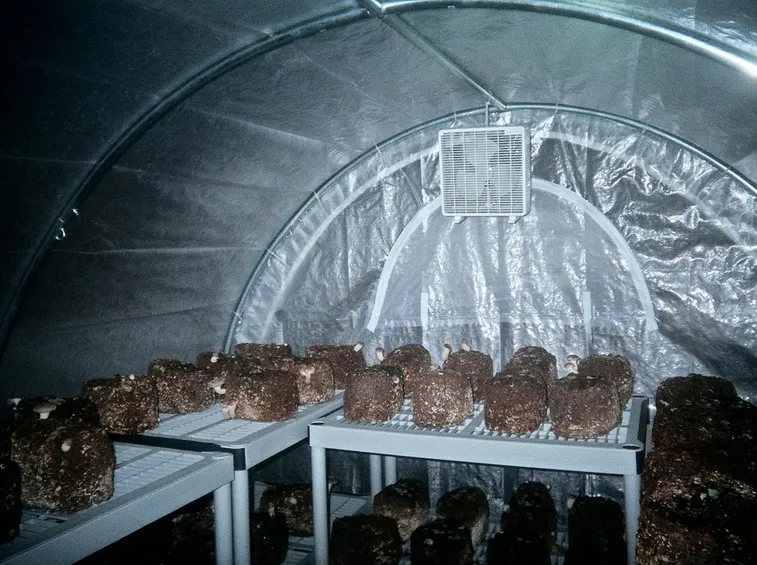 Esempio di serra per funghi