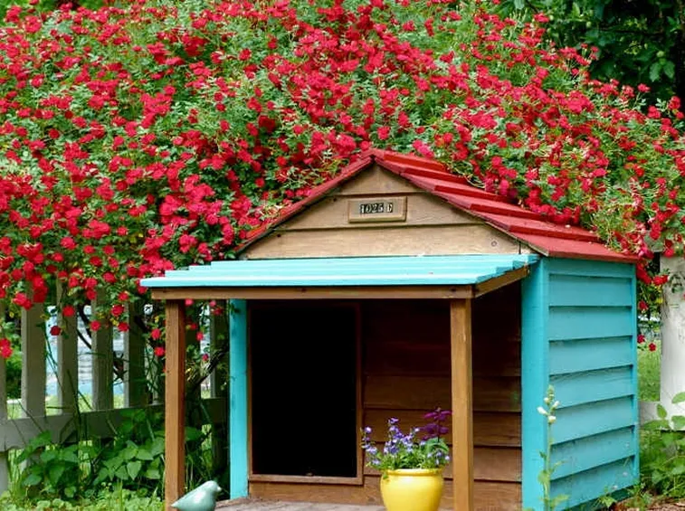 Tettoia colorata