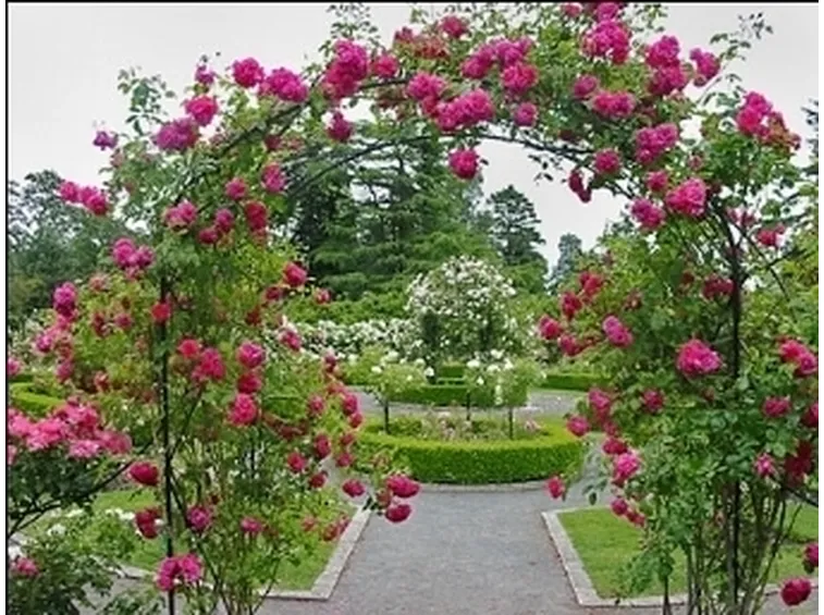 giardino di rose