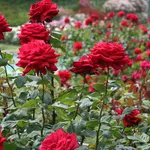 giardino di rose 