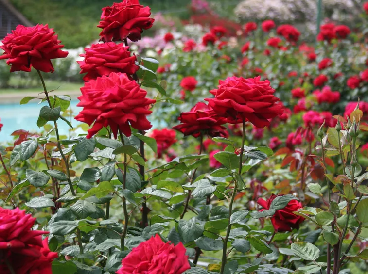 giardino di rose 