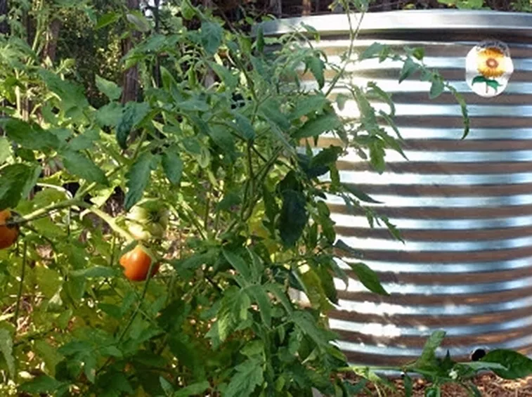 Serbatoio acqua piovana