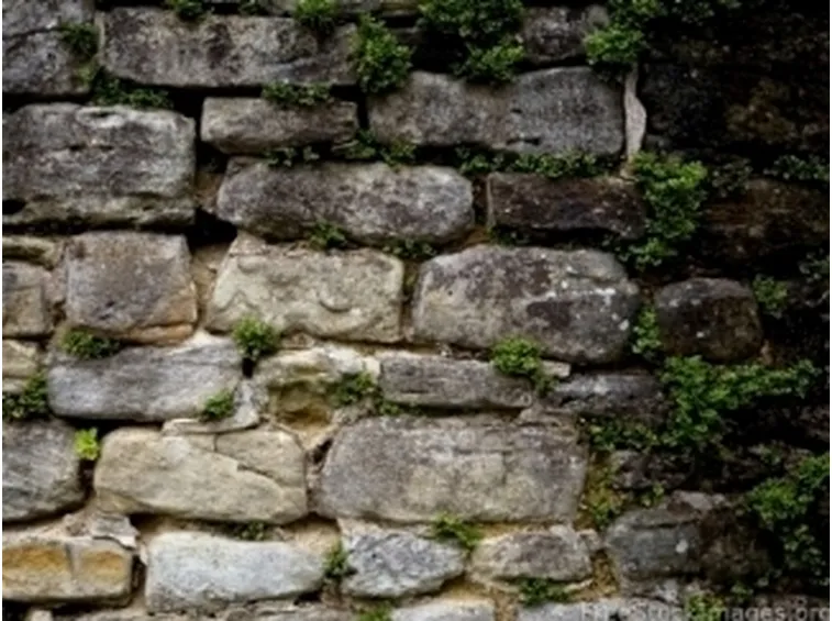 muro con erbacce