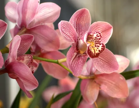 orchidee bianche