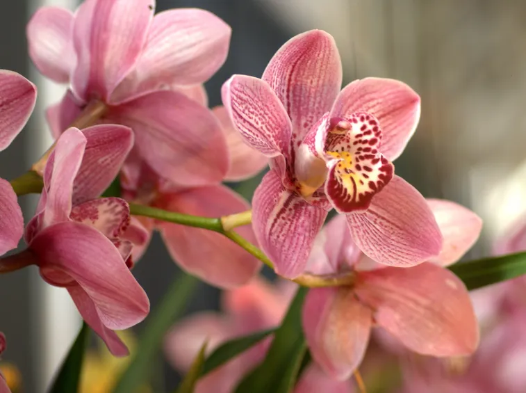 orchidee bianche