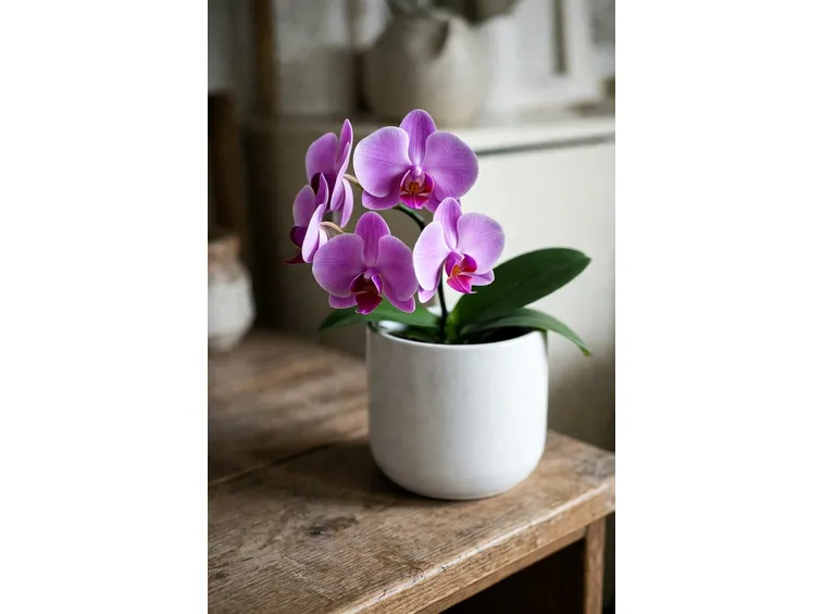 piccola orchidea