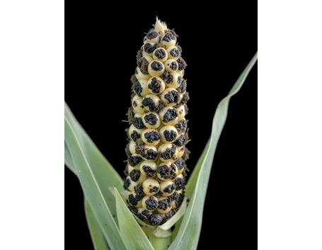 malattia pianta