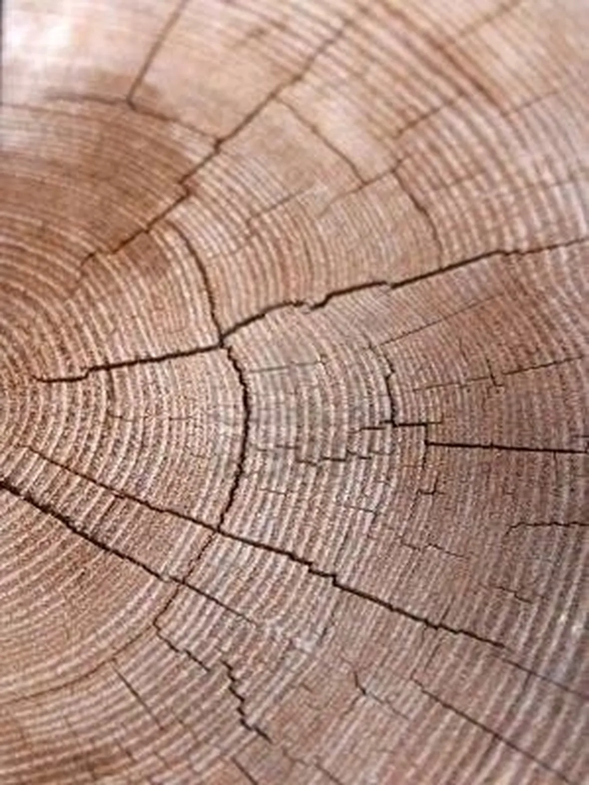 sezione trave legno
