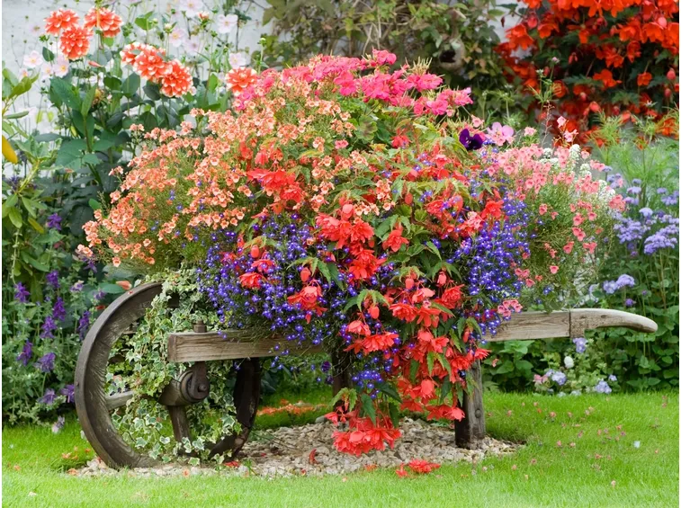 pianta da giardino