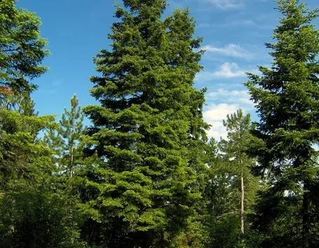 abies alba