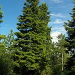 abies alba