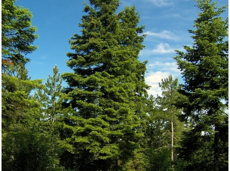 abies alba