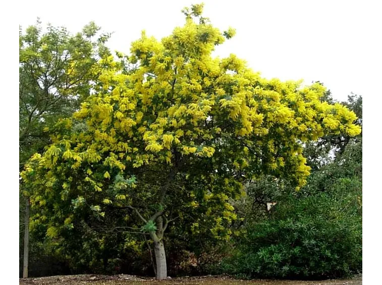 albero di mimosa