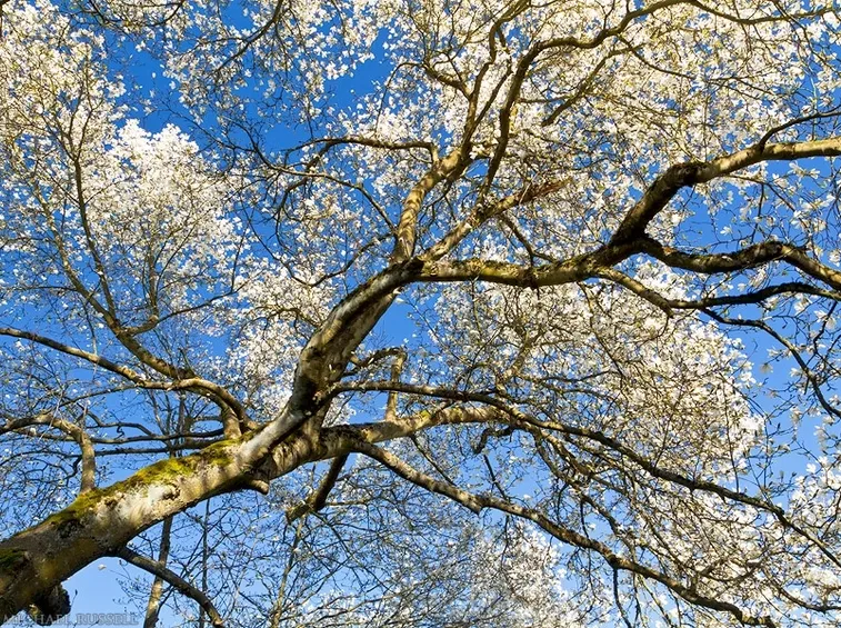 magnolia ad alto fusto