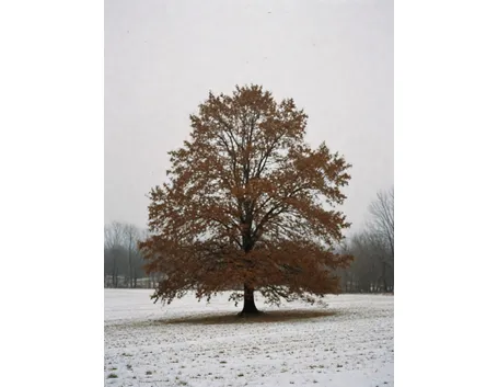 albero caducifoglie