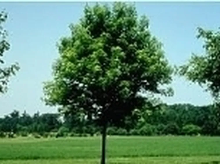 albero caducifoglie