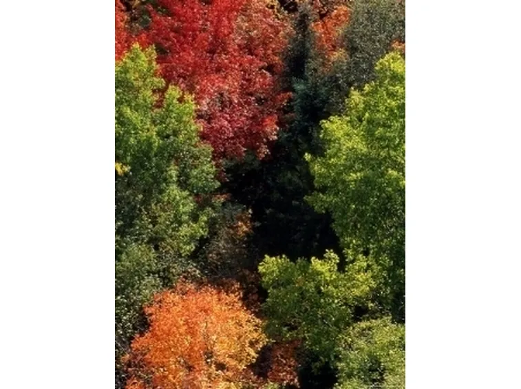 alberi caducifoglie