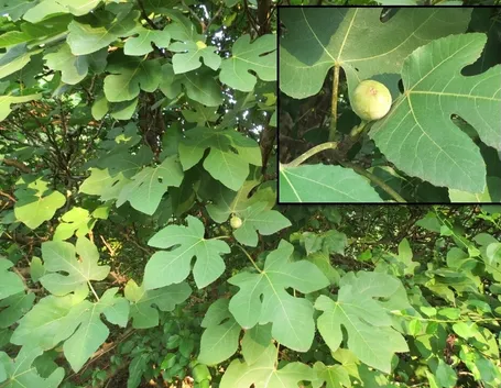 Albero di fico con frutti