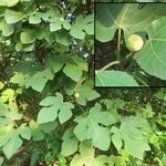 Albero di fico con frutti