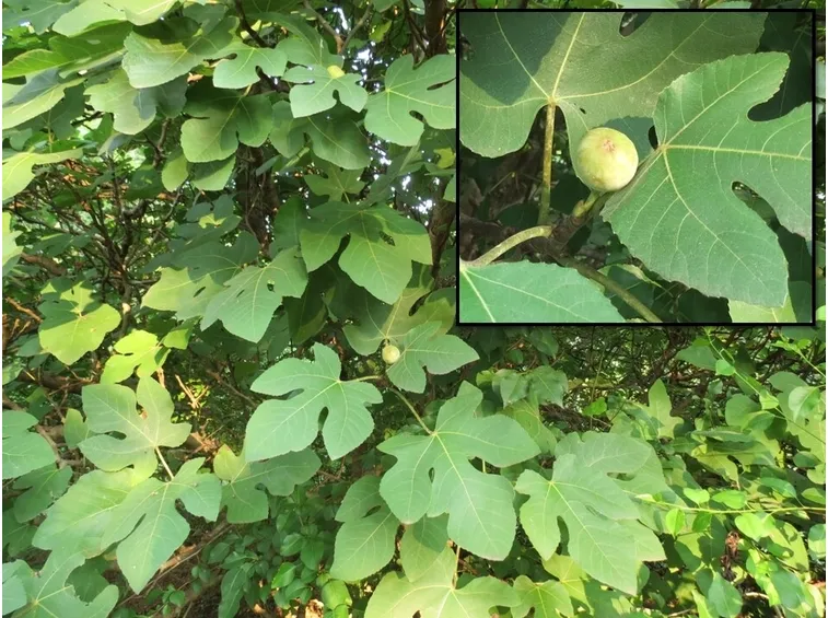 Albero di fico con frutti