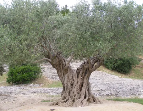Esemplare di olivo