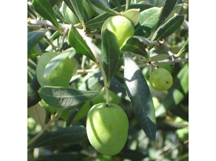 Ramo di ulivo con drupe
