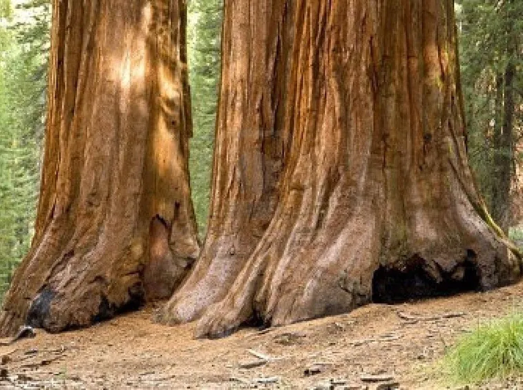 Le sequoie giganti