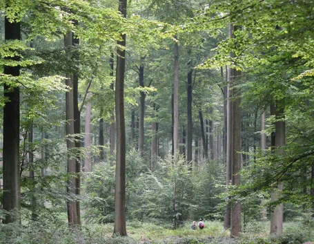 alberi di latifoglie