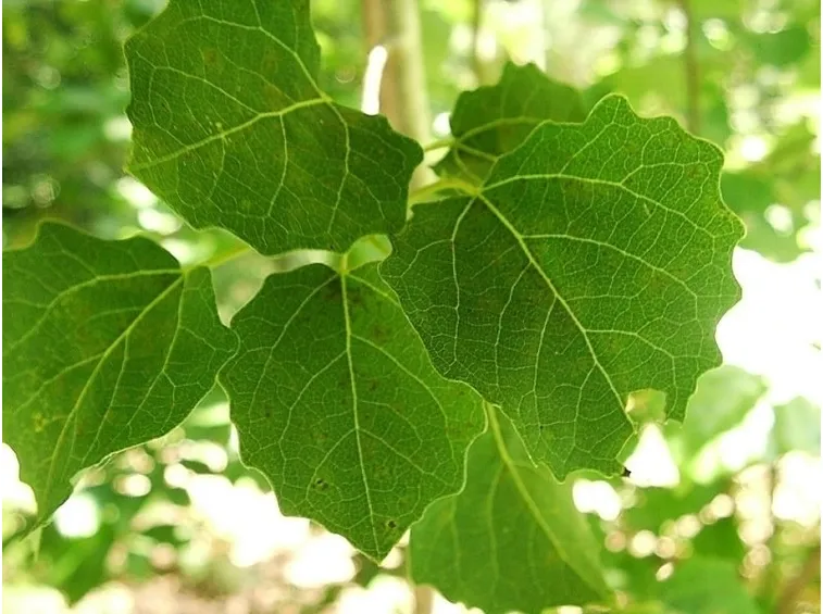 foglie di pioppo