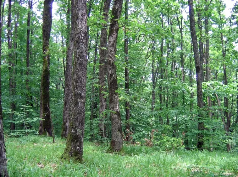 quercus polycarpa