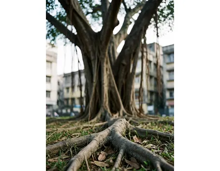albero monumentale