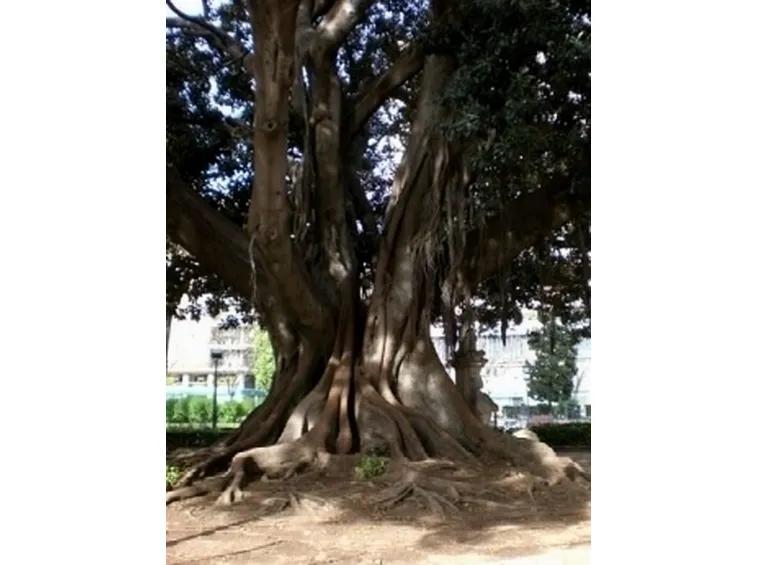 albero monumentale