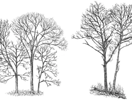 albero monumentale