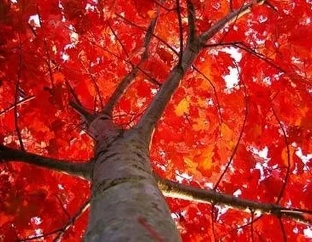 quercia rossa