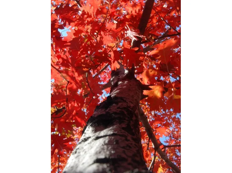 quercia rossa