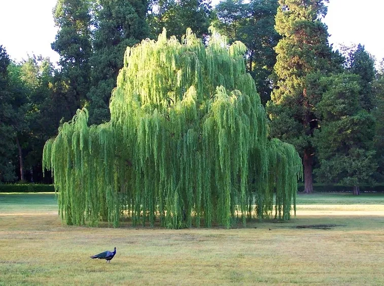 salix babylonica