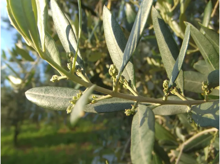 foglie ulivo