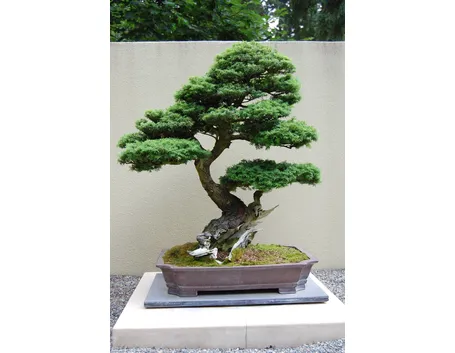 BONSAI ABETE