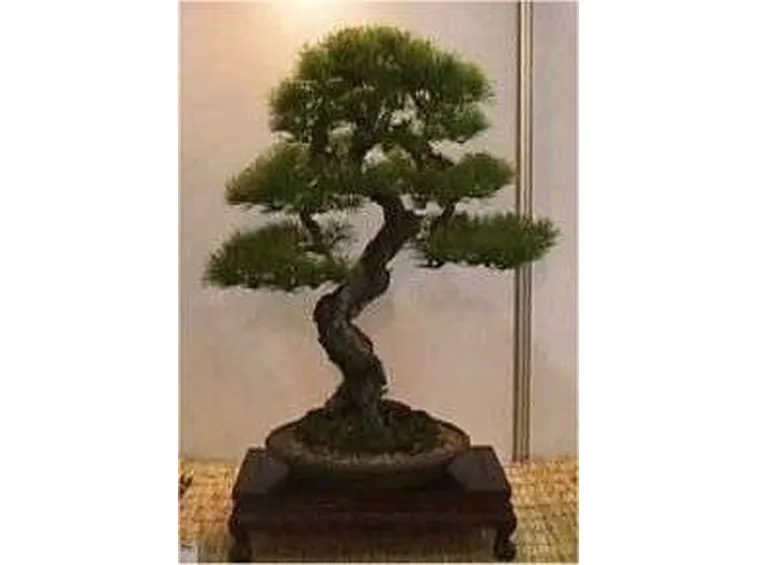 bonsai abete
