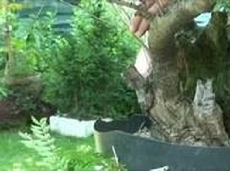 potatura bonsai