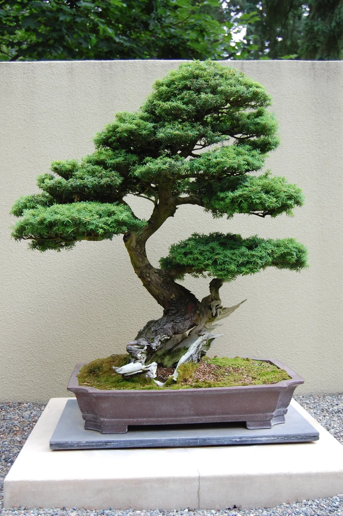BONSAI ABETE