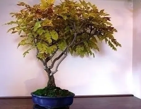 acero palmato 