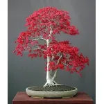 bonsai acero rosso 